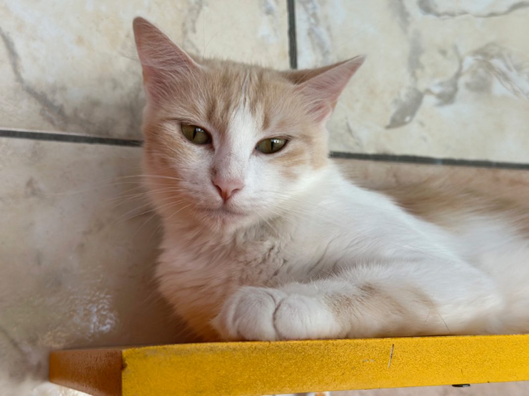 Queency - Chat Européen à adopter - photo 4