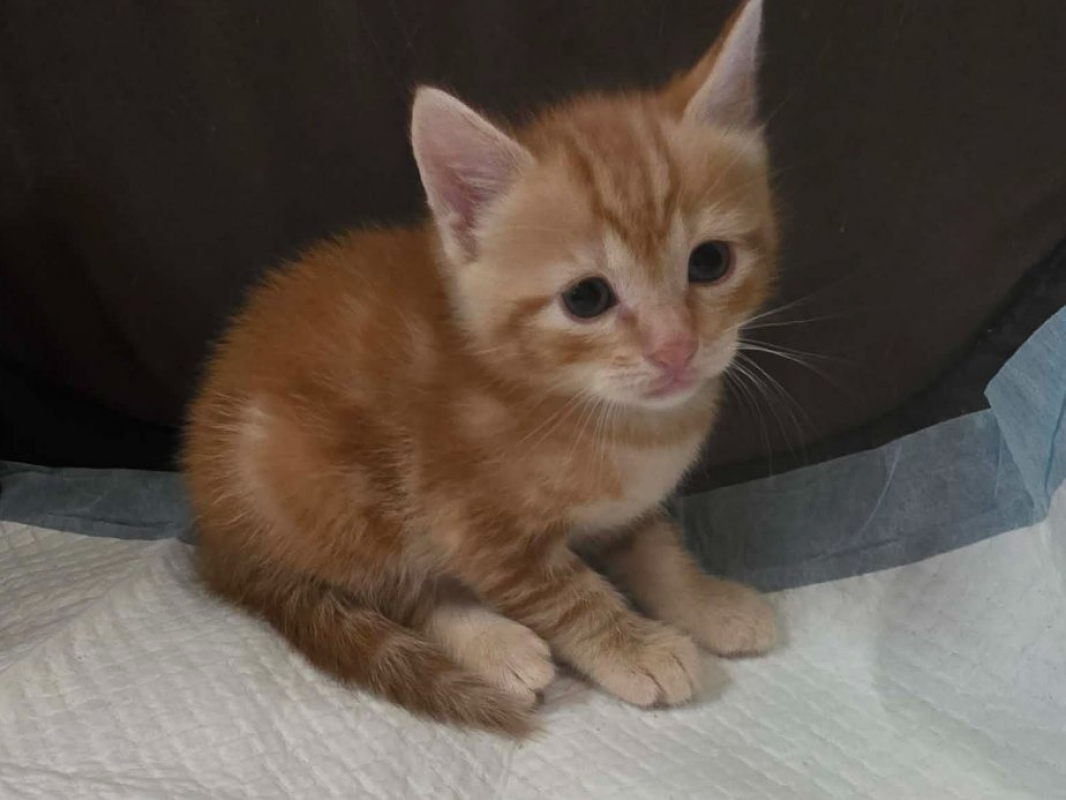 Photo de Ganache