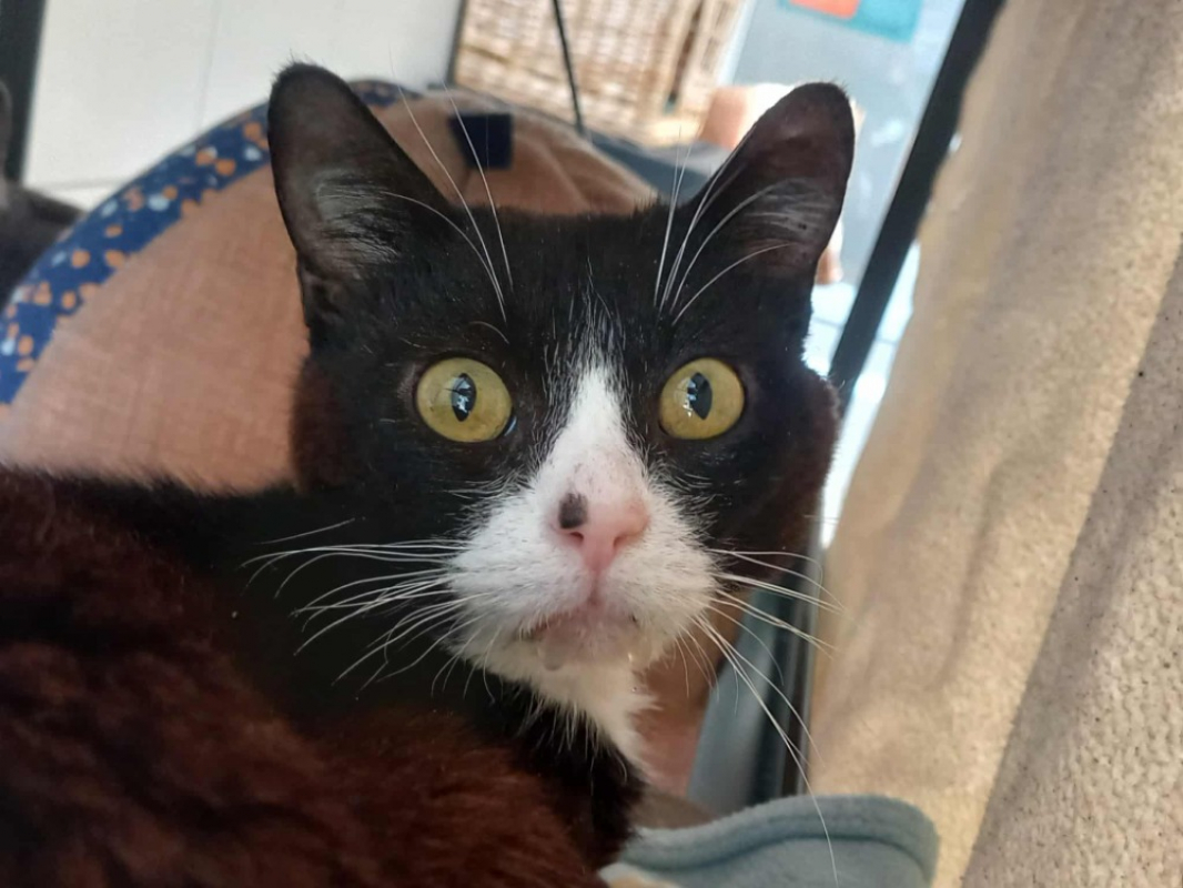 Photo #2 de Phyto qct