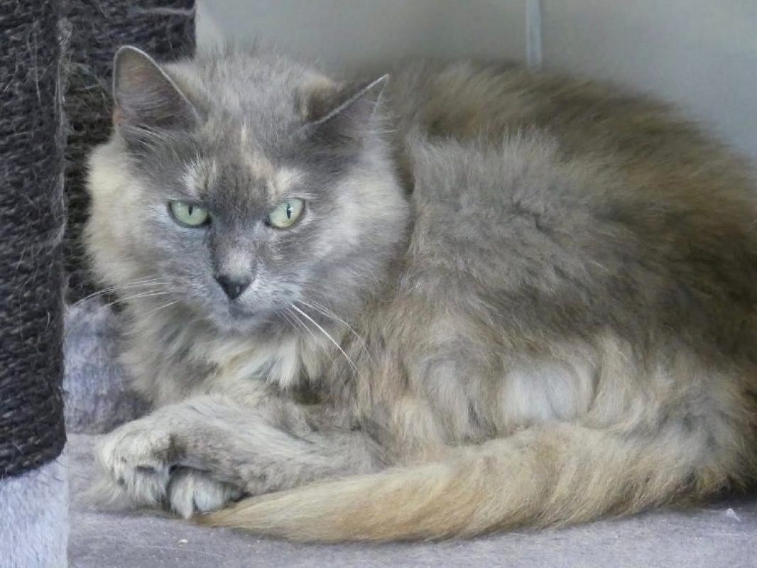 Grisette - Chat Angora Turc à adopter