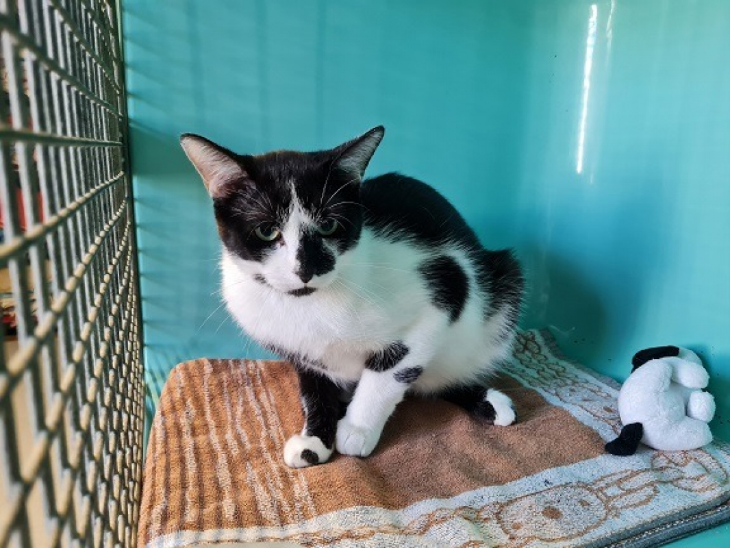 Photo #3 de Scutigere