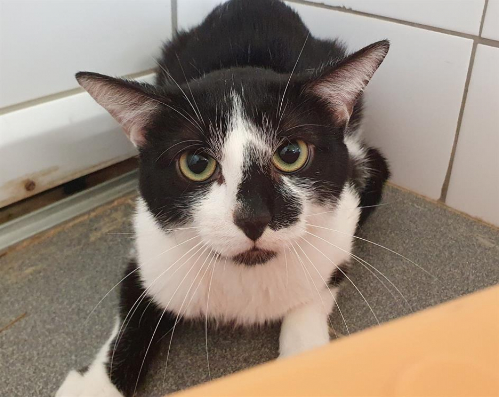 Photo #4 de Scutigere