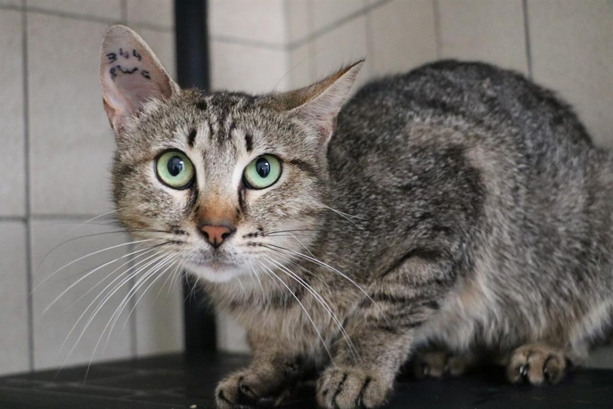 PÊche - Chat Européen à adopter