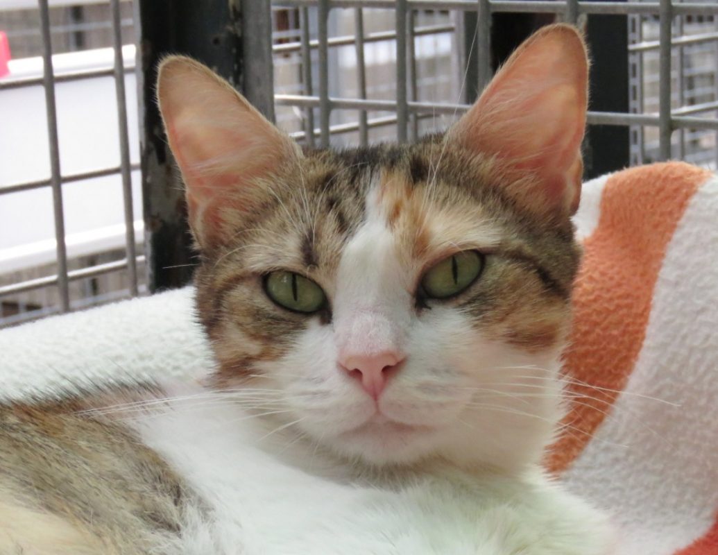 Panama - Chat Européen à adopter