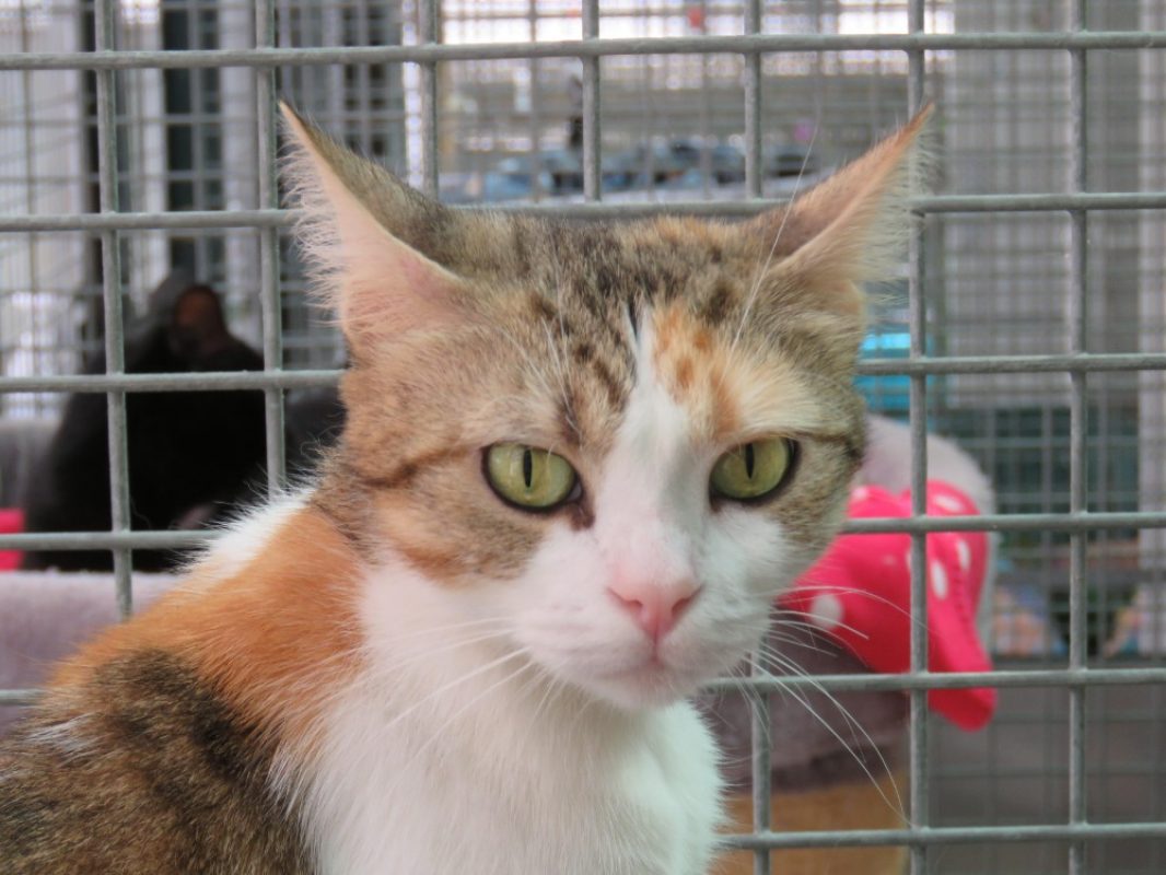 Panama - Chat Européen à adopter - photo 2