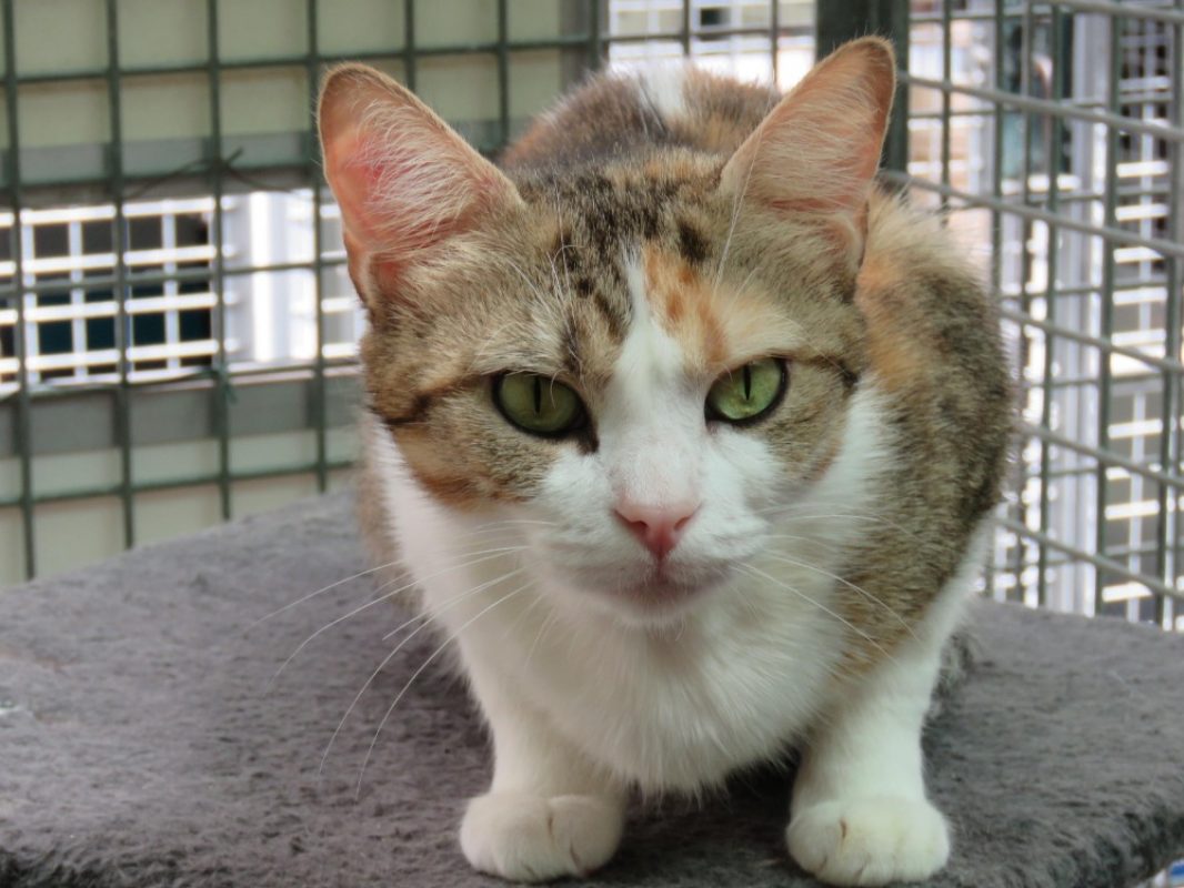 Panama - Chat Européen à adopter - photo 3