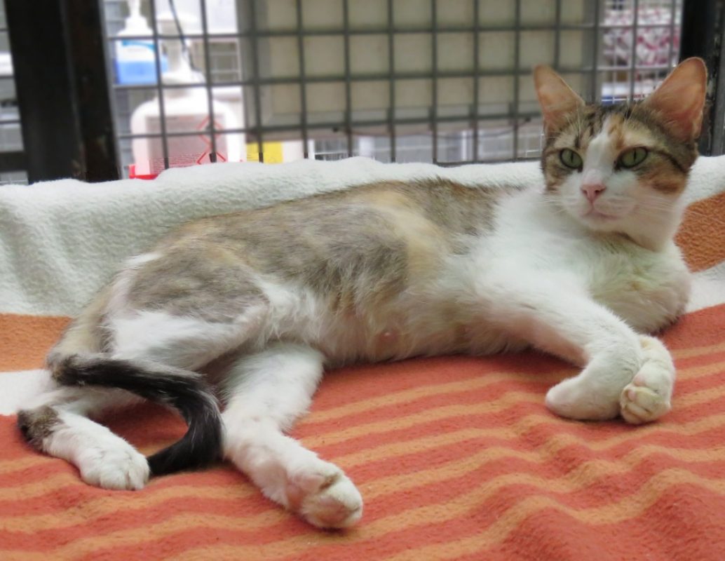 Panama - Chat Européen à adopter - photo 4