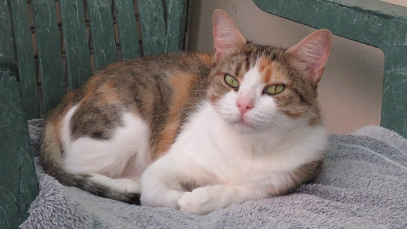 Panama - Chat Européen à adopter - photo 5