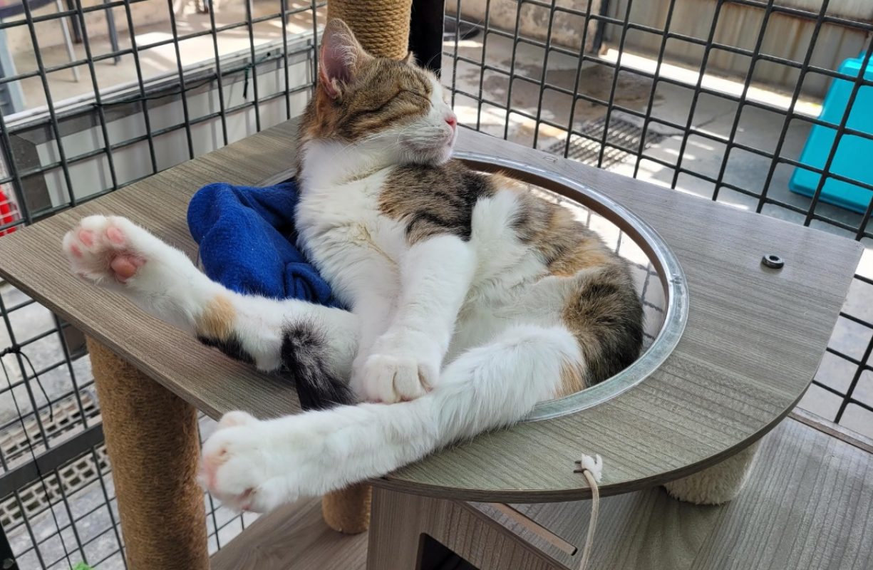Panama - Chat Européen à adopter - photo 6
