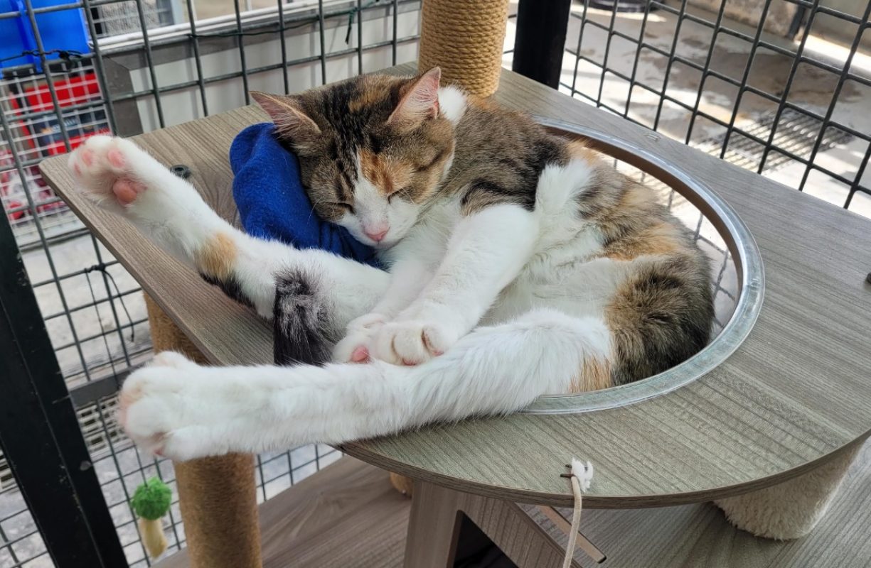 Panama - Chat Européen à adopter - photo 7
