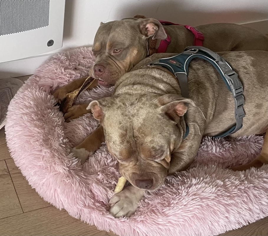 Photo #2 de Blysse - adoption duo avec bulma