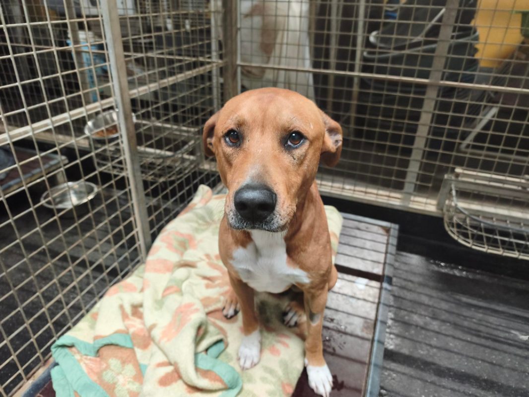 Aroc - Chien à adopter
