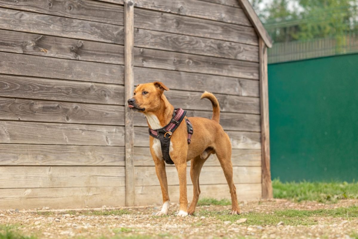 Aroc - Chien à adopter