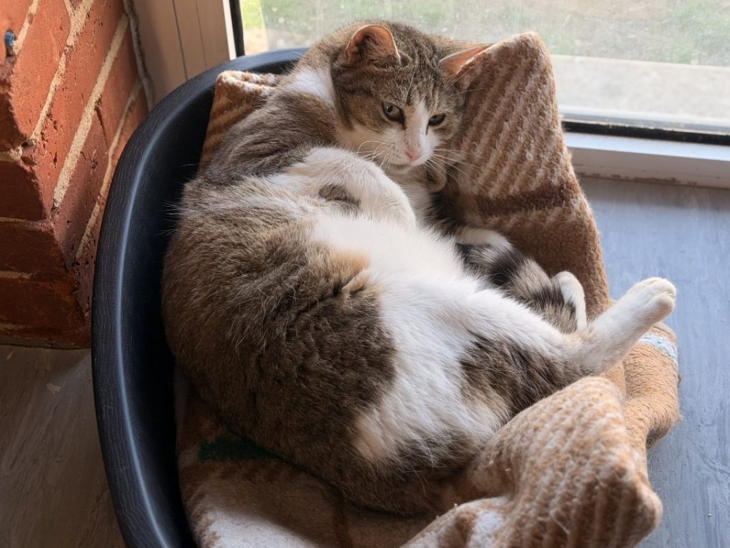 Gloop - Chat Européen à adopter