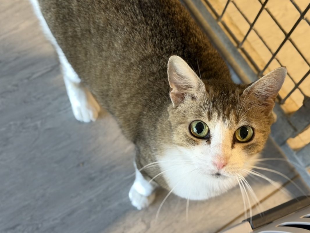 Gloop - Chat Européen à adopter - photo 2