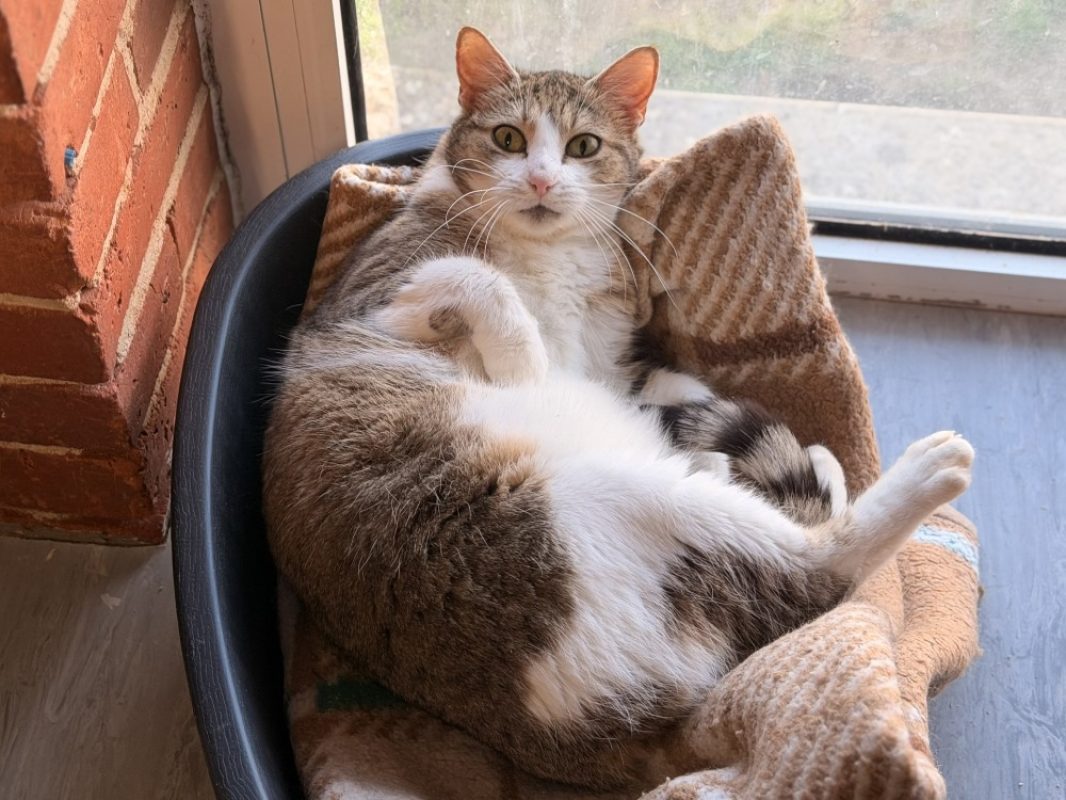Gloop - Chat Européen à adopter - photo 3
