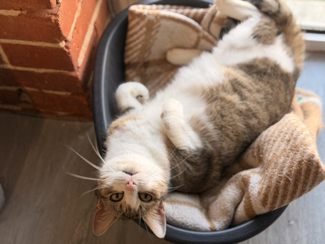 Gloop - Chat Européen à adopter - photo 4
