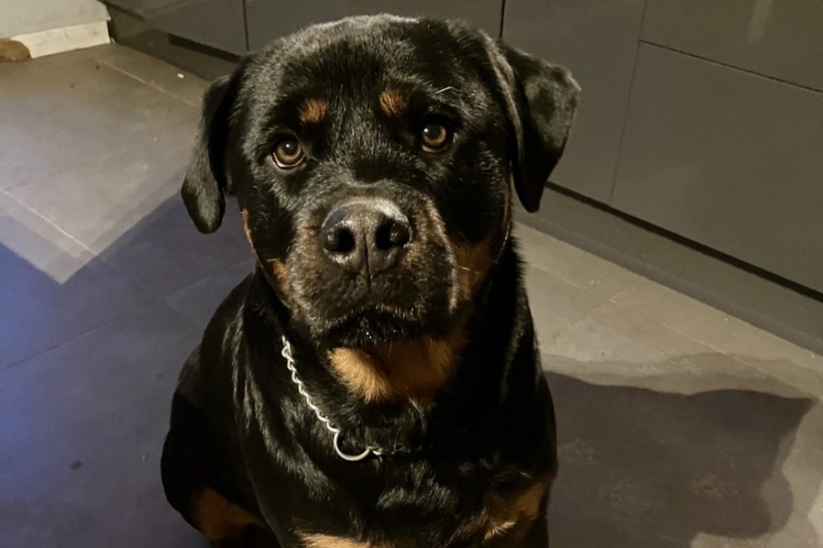 Sosso - Chien Rottweiler à adopter