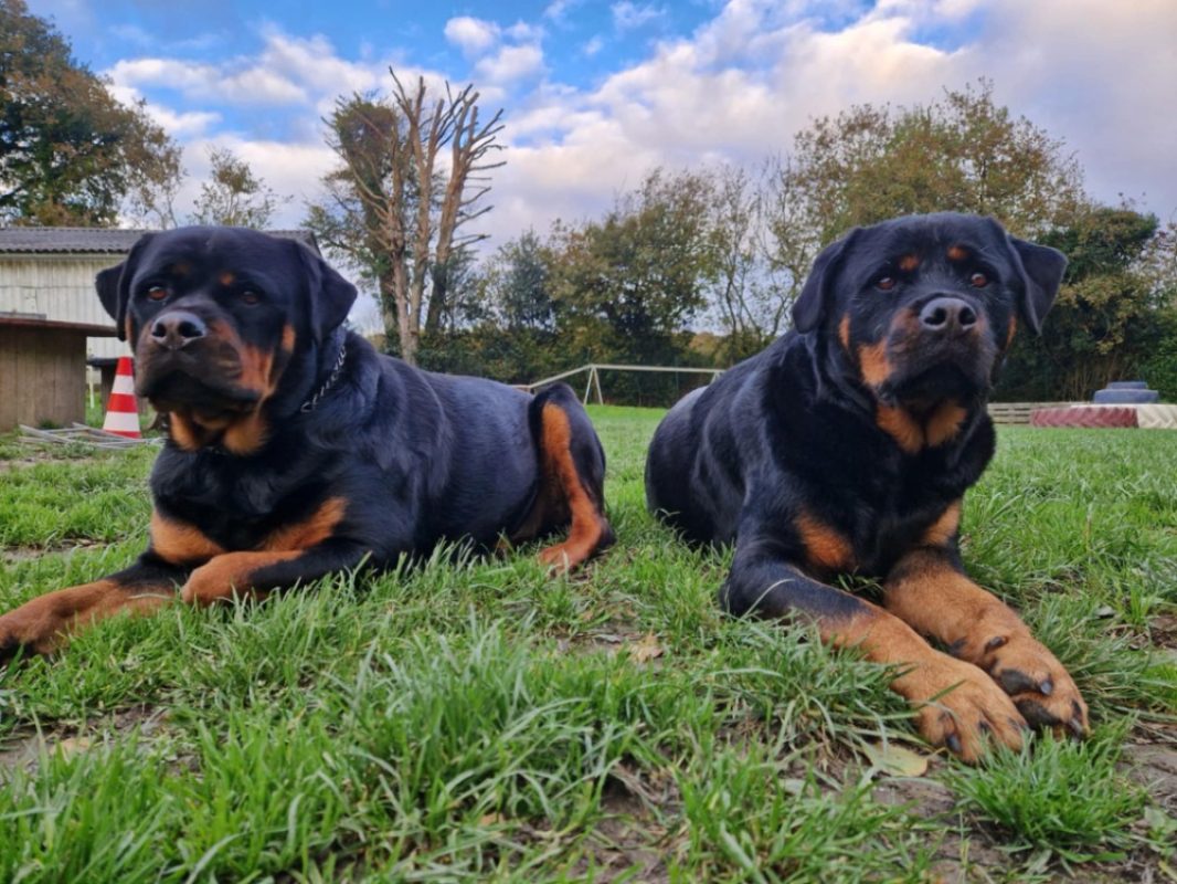 Sosso - Chien Rottweiler à adopter - photo 2