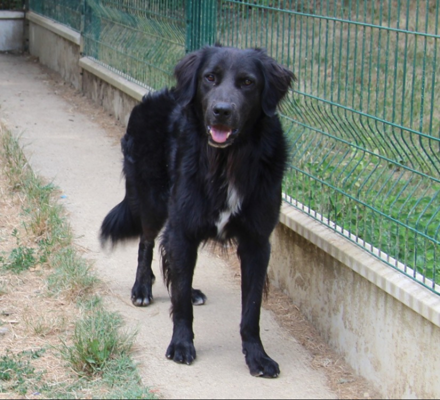 Photo de Thor