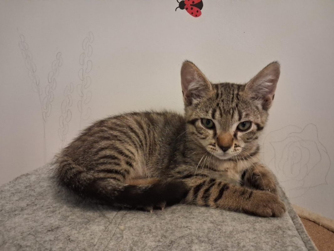 Photo de Pecan