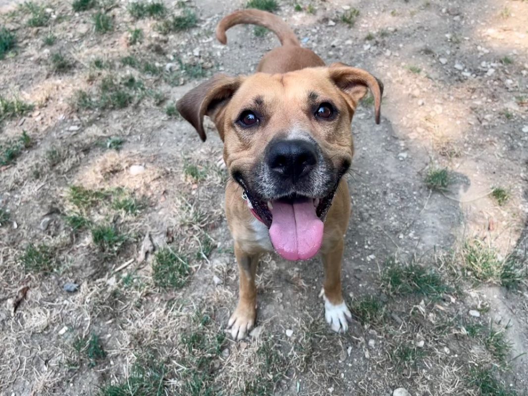Tobby - Chien à adopter