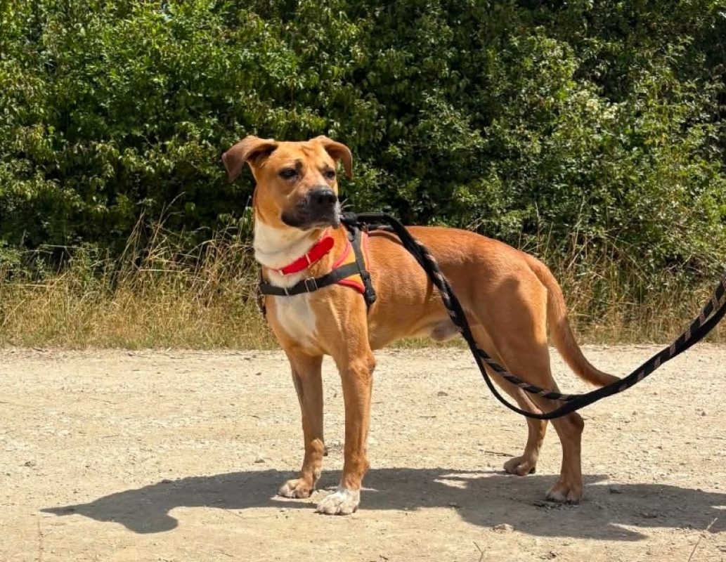Tobby - Chien à adopter - photo 3