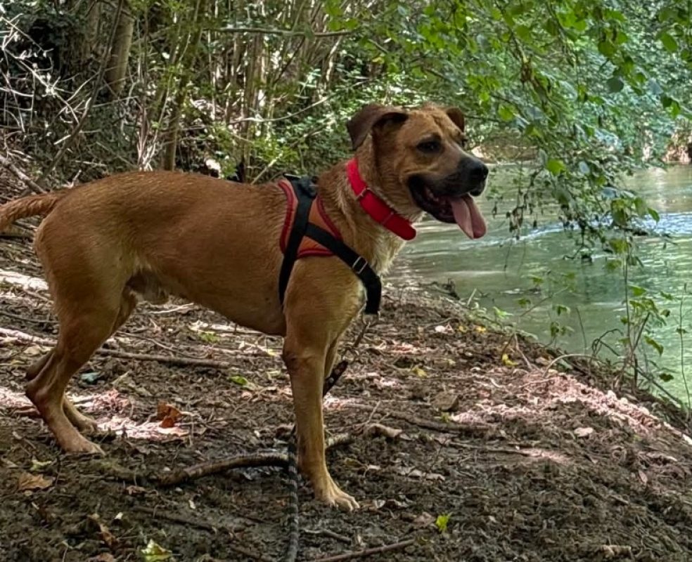 Tobby - Chien à adopter - photo 4