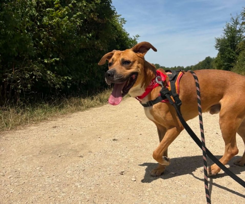Tobby - Chien à adopter - photo 5
