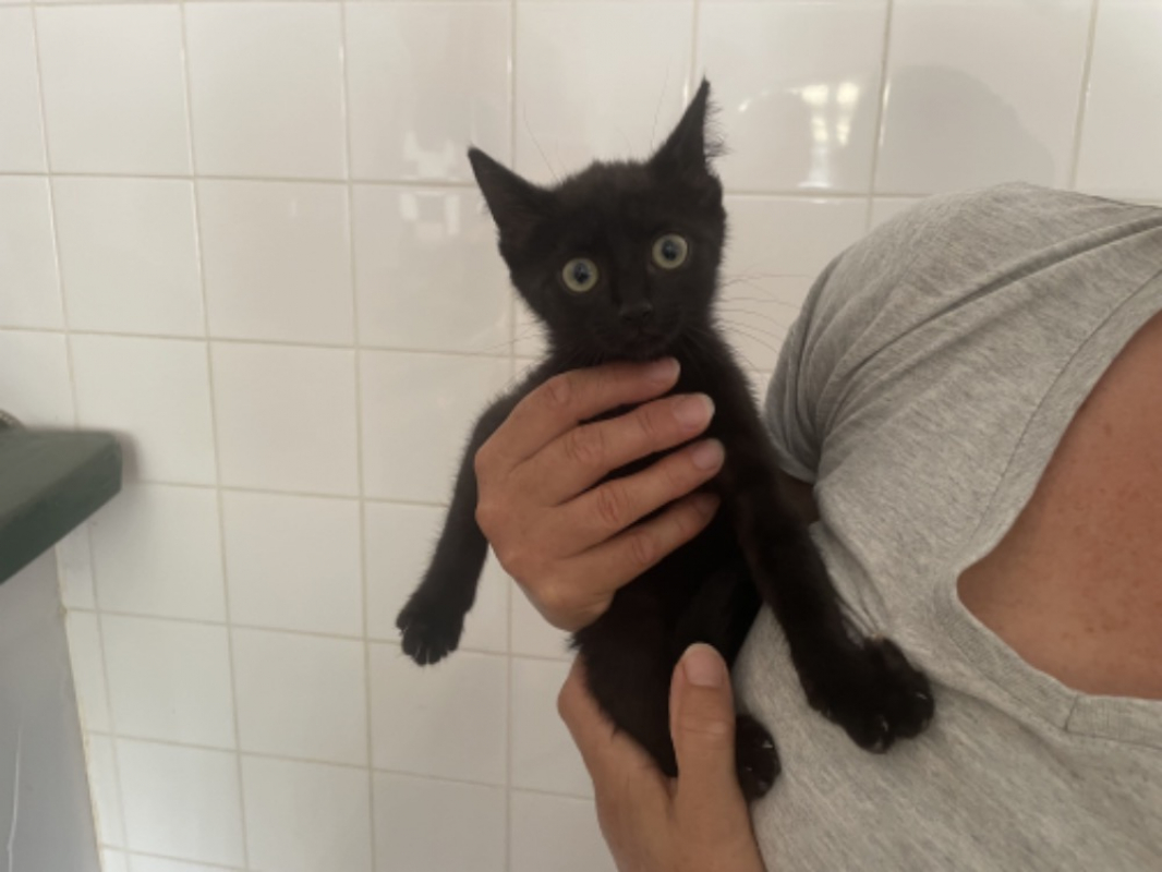 Photo de Nyx