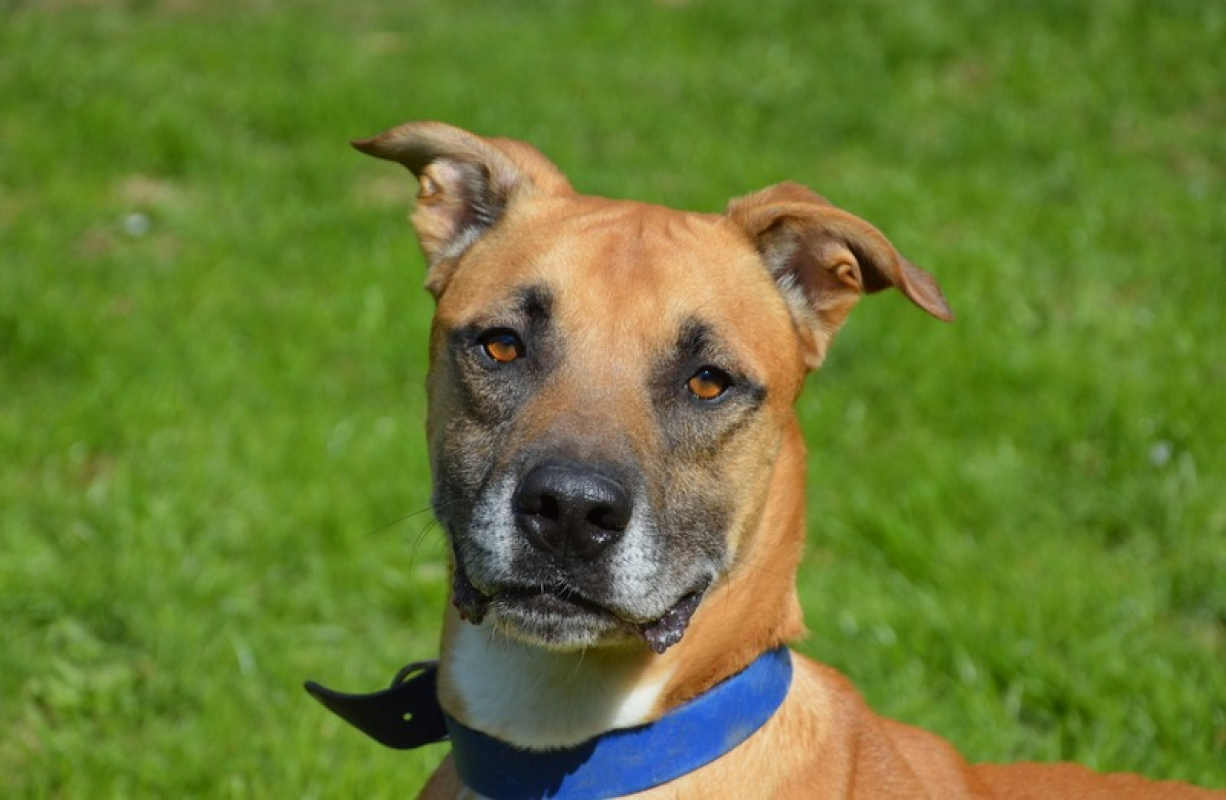 Photo #2 de Junior chao