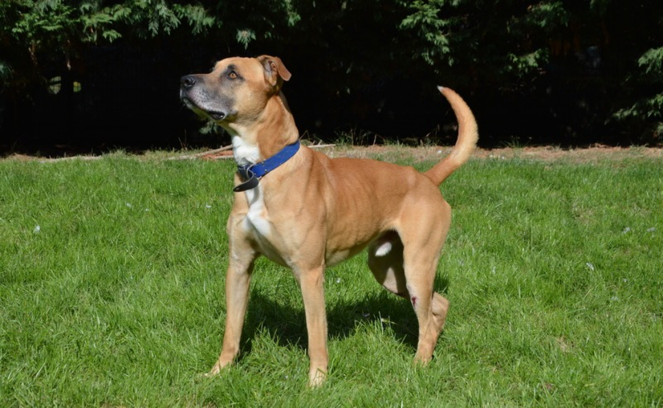 Photo #3 de Junior chao