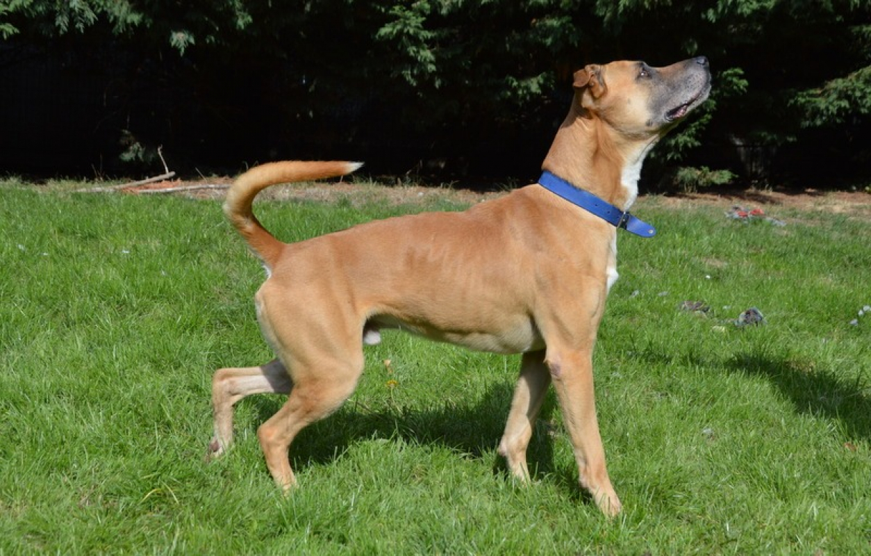 Photo #4 de Junior chao