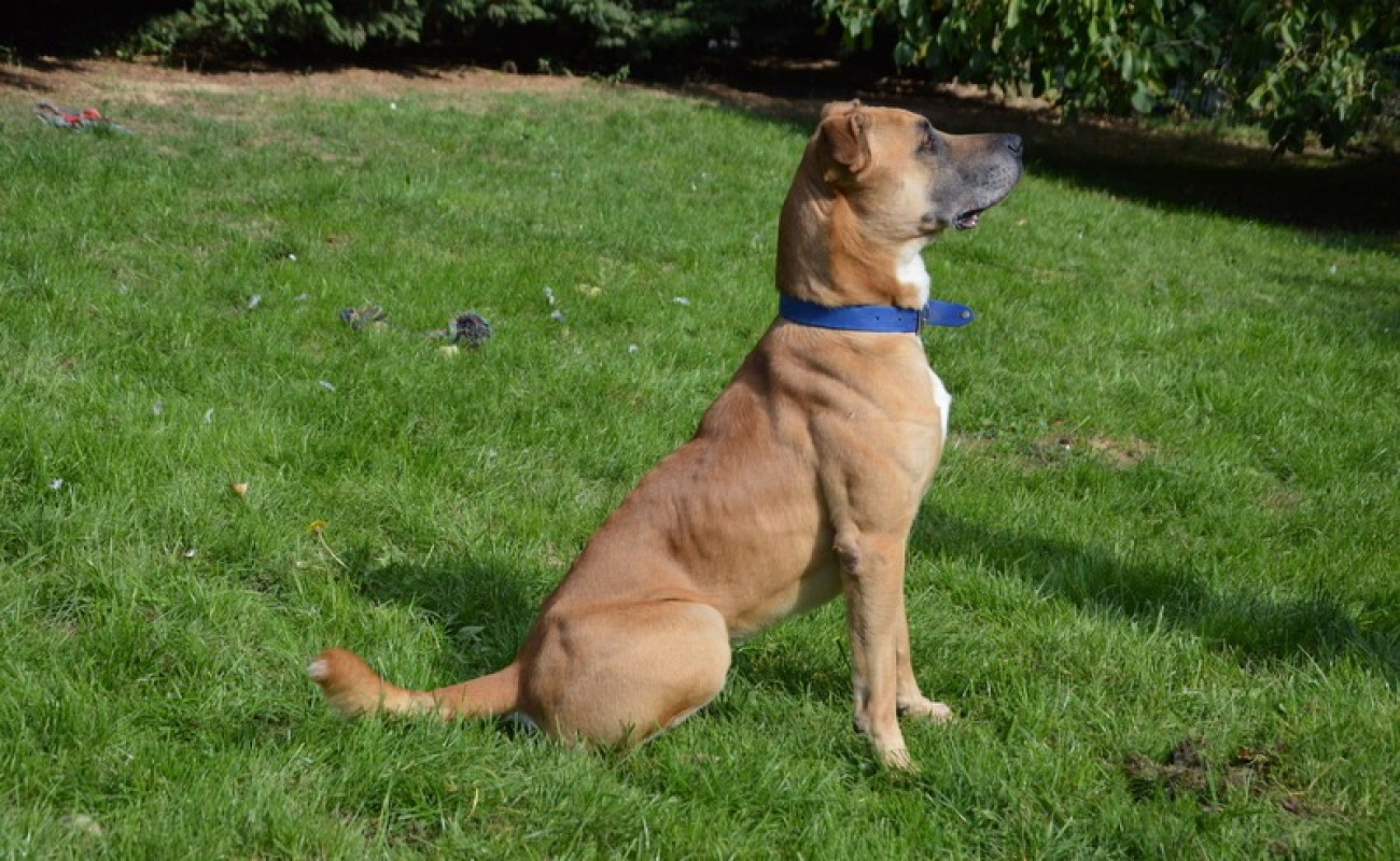 Photo #5 de Junior chao