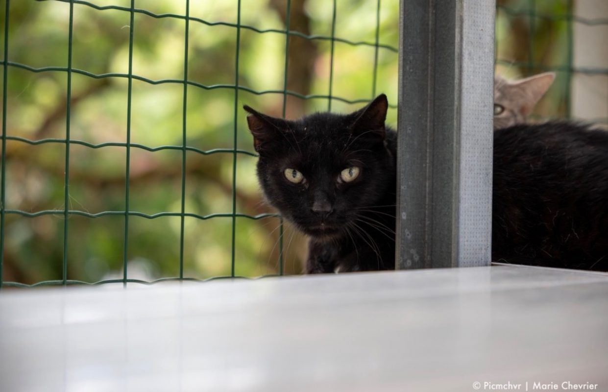 Waipi - Chat Européen à adopter