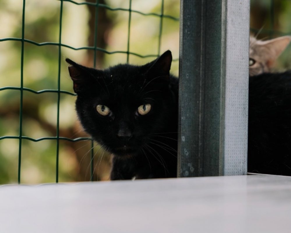 Waipi - Chat Européen à adopter - photo 2