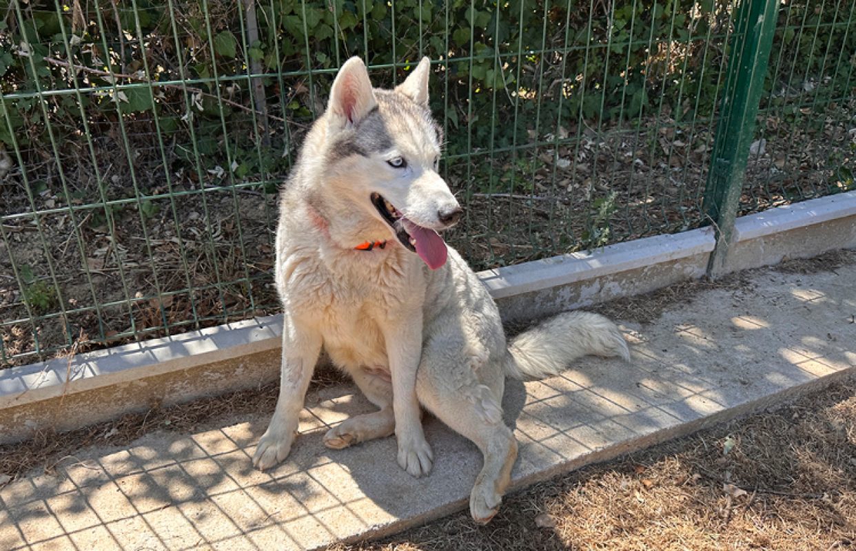 Piper - Chien Husky Sibérien à adopter