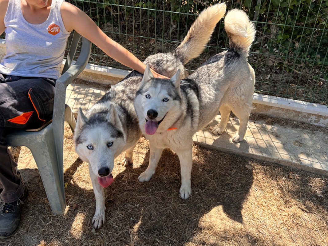 Piper - Chien Husky Sibérien à adopter - photo 2