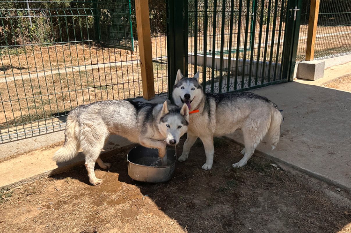 Piper - Chien Husky Sibérien à adopter - photo 3