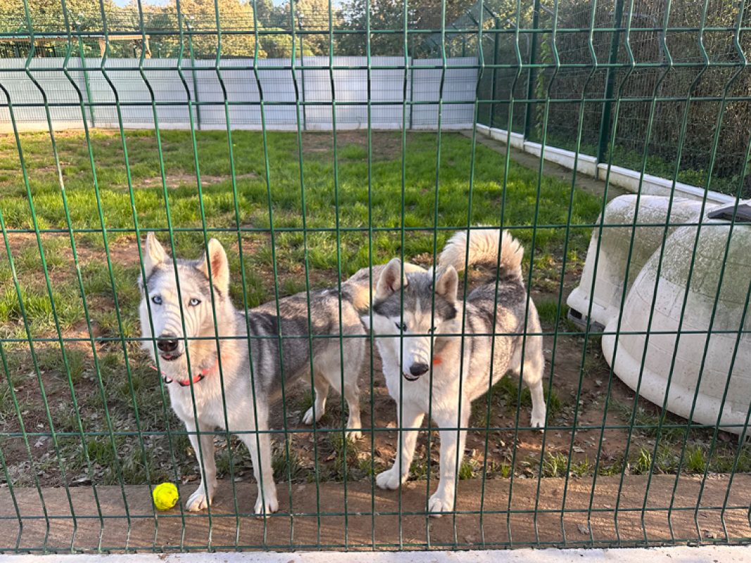 Piper - Chien Husky Sibérien à adopter - photo 8