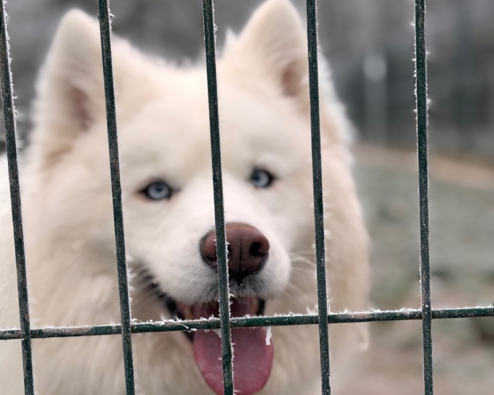 Photo #2 de Croc blanc