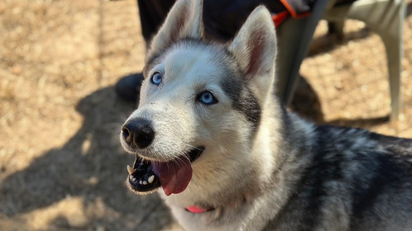 Phoebe - Chien Husky Sibérien à adopter