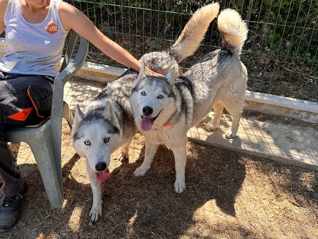 Phoebe - Chien Husky Sibérien à adopter - photo 2