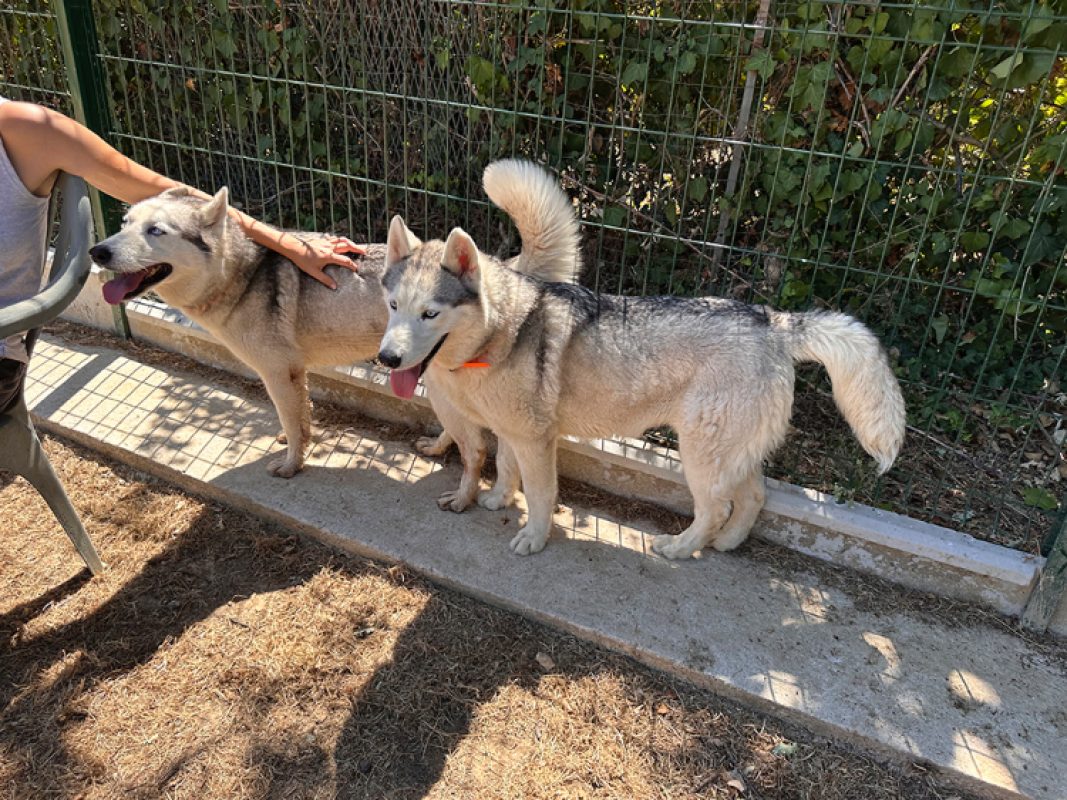 Phoebe - Chien Husky Sibérien à adopter - photo 4