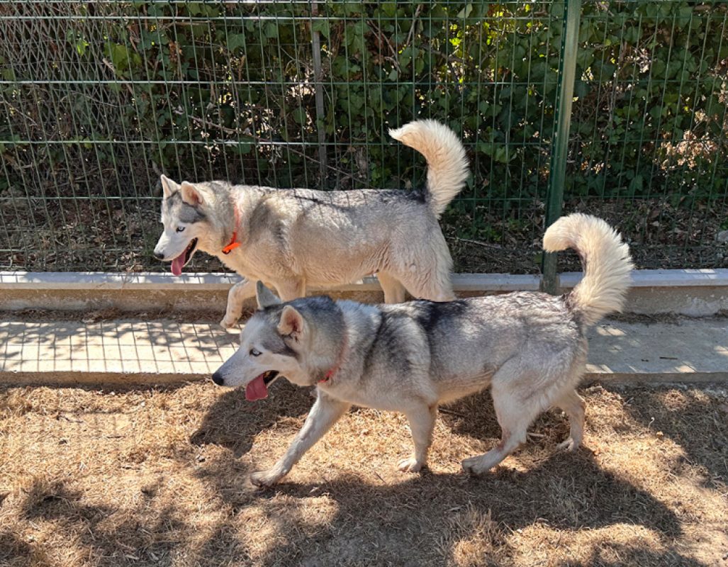 Phoebe - Chien Husky Sibérien à adopter - photo 5