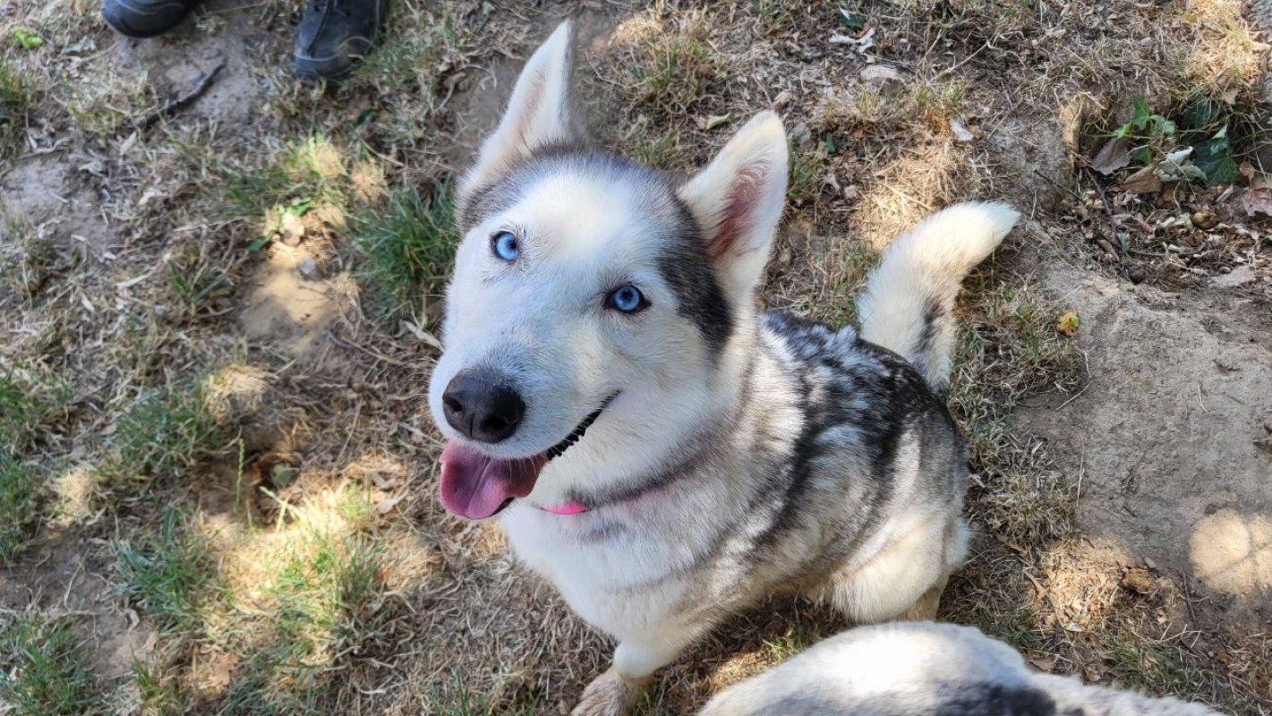Phoebe - Chien Husky Sibérien à adopter - photo 6
