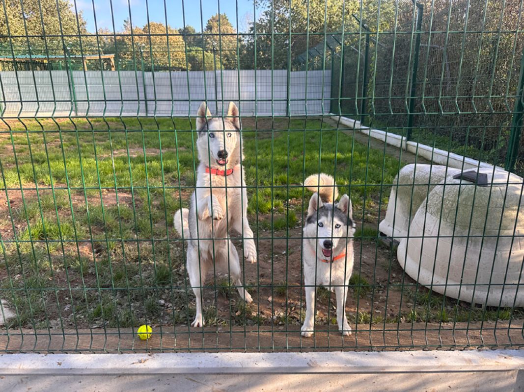 Phoebe - Chien Husky Sibérien à adopter - photo 6