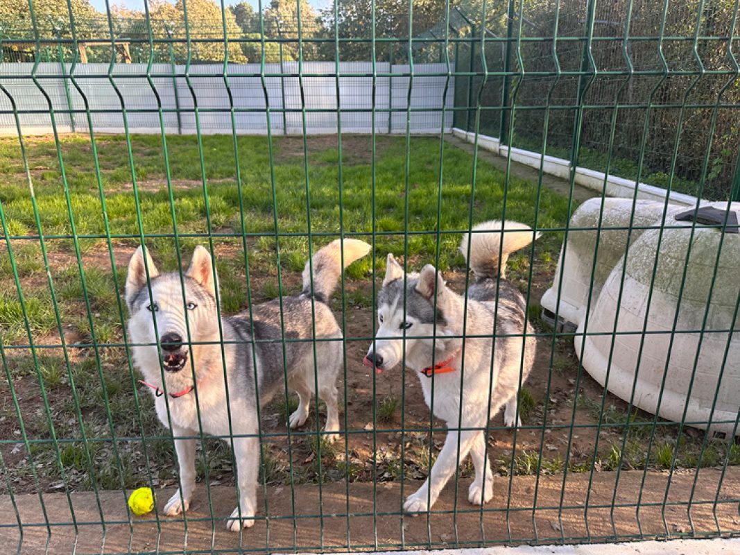 Phoebe - Chien Husky Sibérien à adopter - photo 8