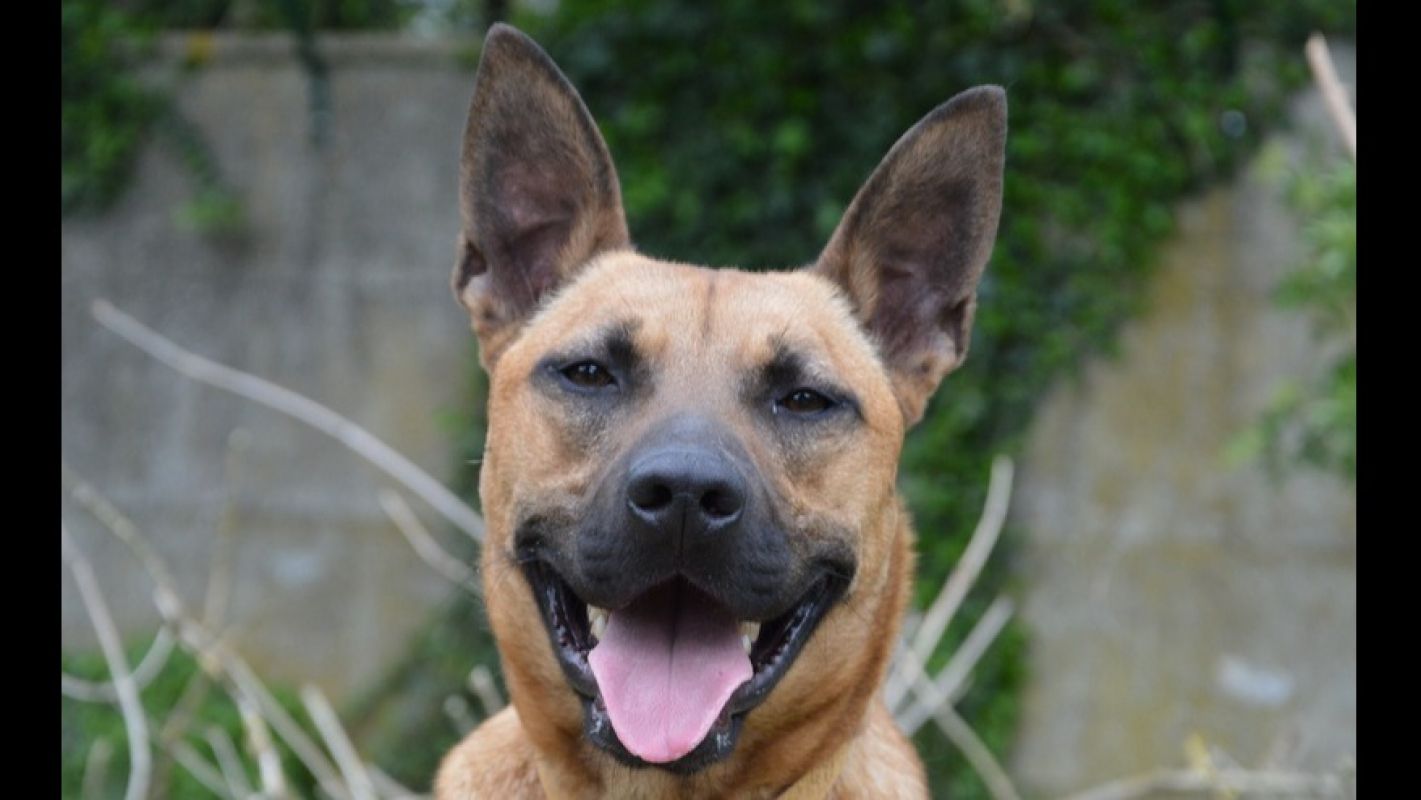 Photo #1 de Sahara chao