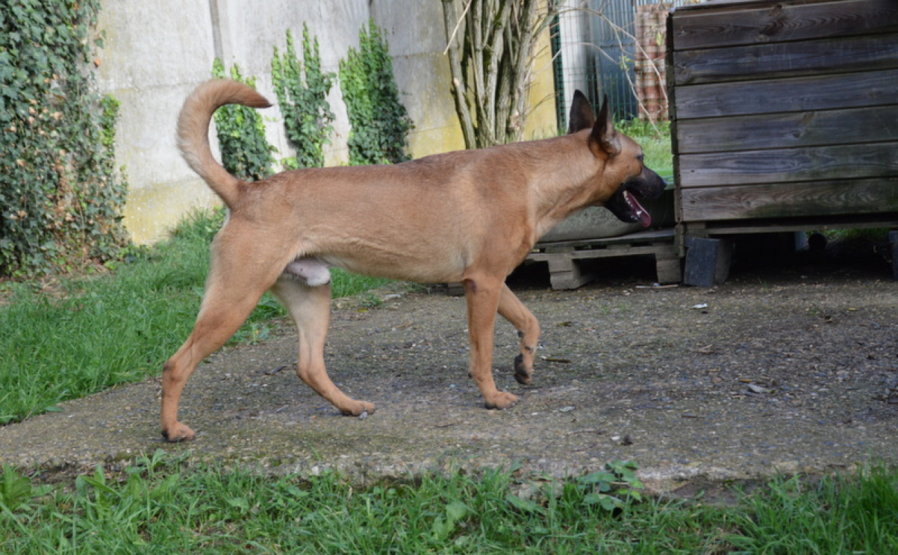 Photo #2 de Sahara chao